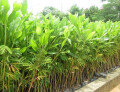 Cung cấp cây giống lâm nghiệp