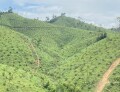 Sự Phát Triển Bền Vững của Nghành Lâm nghiệp ở Quảng Ninh, Việt Nam